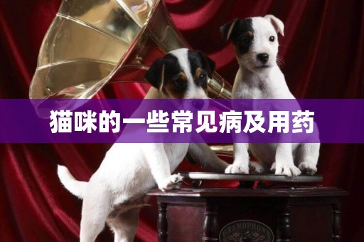 貓咪的一些常見病及用藥
