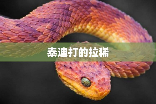 泰迪打的拉稀