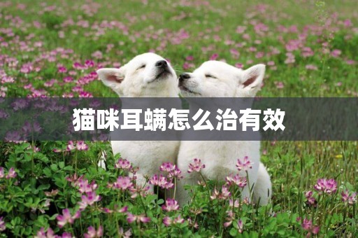 貓咪耳螨怎么治有效