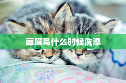 畫眉鳥什么時候洗澡