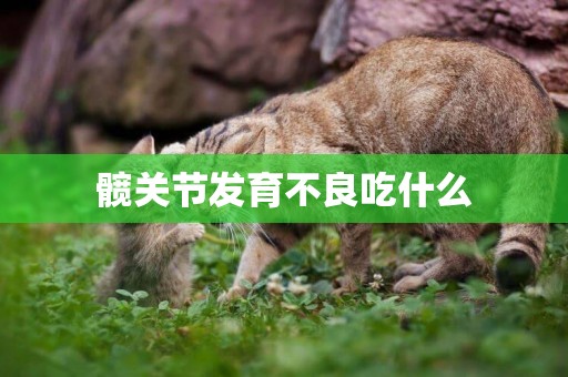 髖關節發育不良吃什么