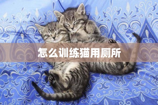 怎么訓練貓用廁所