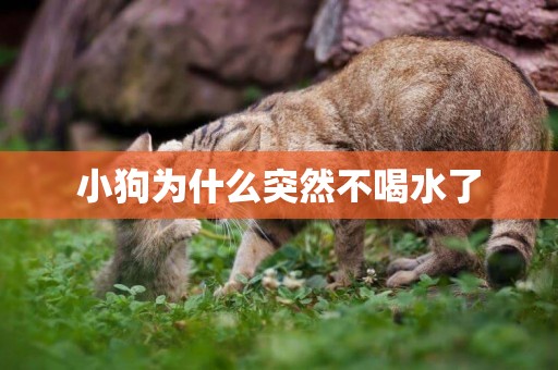 小狗為什么突然不喝水了