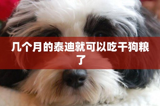 幾個月的泰迪就可以吃干狗糧了