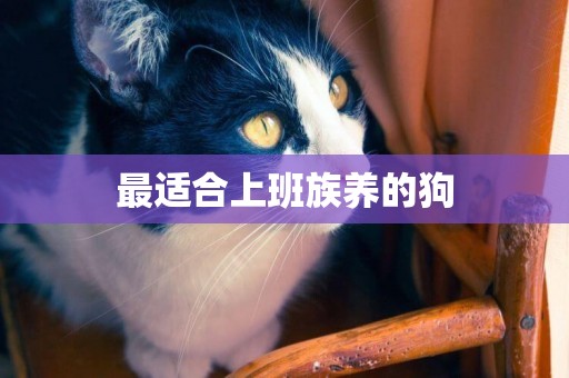 最適合上班族養的狗