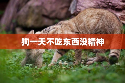 狗一天不吃東西沒精神