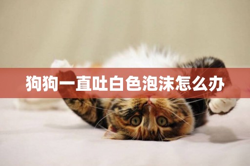 狗狗一直吐白色泡沫怎么辦
