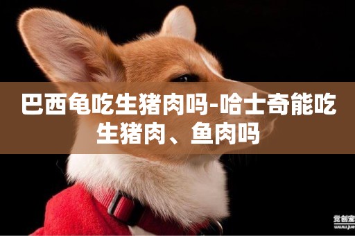 巴西龜吃生豬肉嗎-哈士奇能吃生豬肉、魚肉嗎