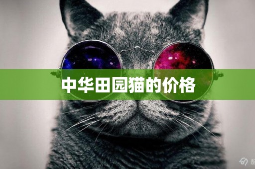 中華田園貓的價格