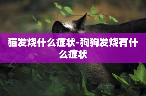 貓發燒什么癥狀-狗狗發燒有什么癥狀
