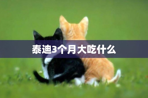 泰迪3個月大吃什么