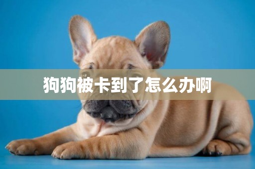 狗狗被卡到了怎么辦啊
