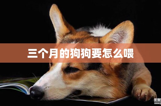三個月的狗狗要怎么喂