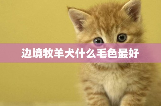 邊境牧羊犬什么毛色最好