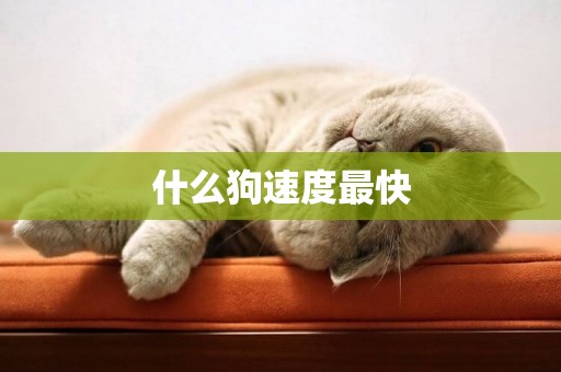 什么狗速度最快