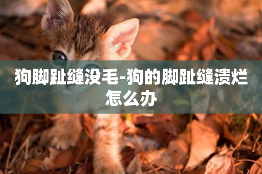 狗腳趾縫沒毛-狗的腳趾縫潰爛怎么辦