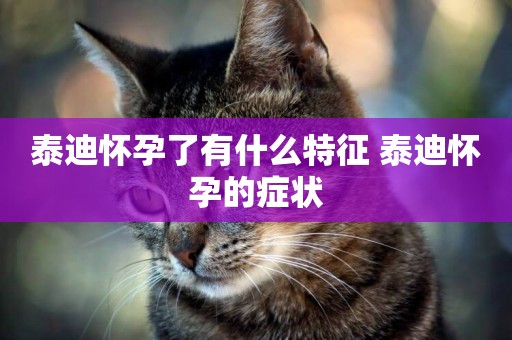 泰迪懷孕了有什么特征 泰迪懷孕的癥狀