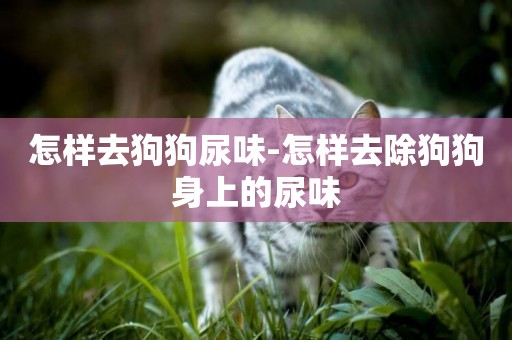 怎樣去狗狗尿味-怎樣去除狗狗身上的尿味
