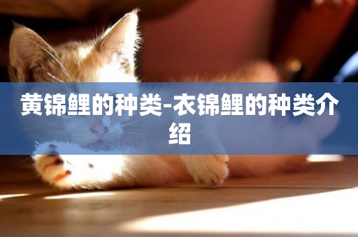 黃錦鯉的種類-衣錦鯉的種類介紹