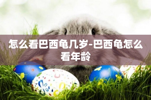 怎么看巴西龜幾歲-巴西龜怎么看年齡