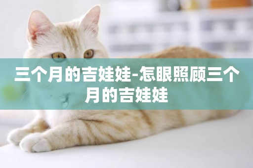 三個月的吉娃娃-怎眼照顧三個月的吉娃娃