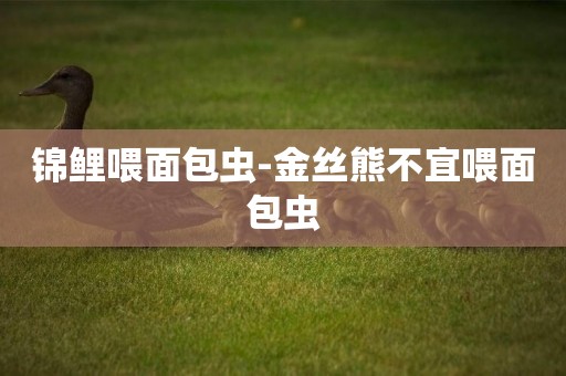 錦鯉喂面包蟲-金絲熊不宜喂面包蟲