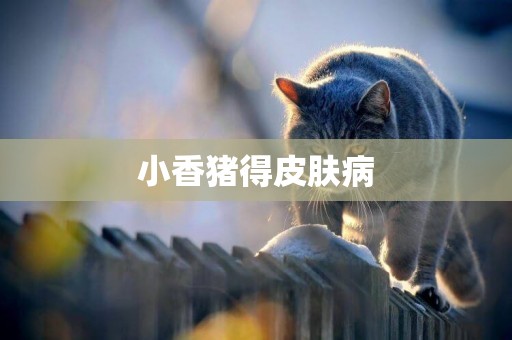 小香豬得皮膚病