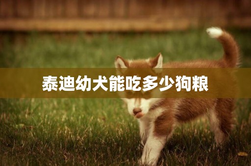 泰迪幼犬能吃多少狗糧