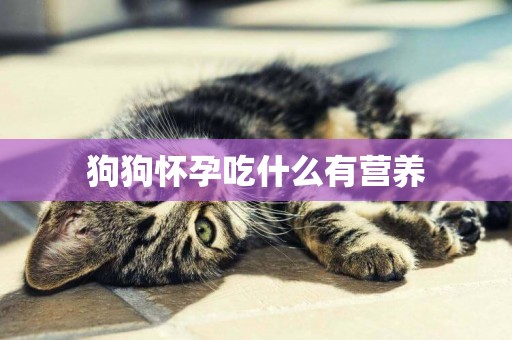 狗狗懷孕吃什么有營養