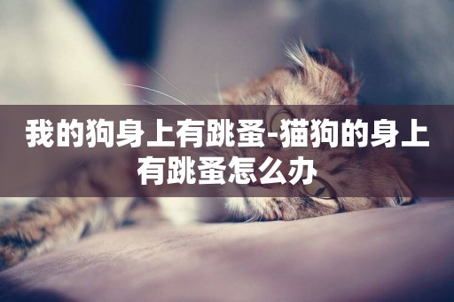 我的狗身上有跳蚤-貓狗的身上有跳蚤怎么辦