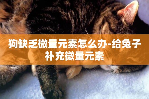 狗缺乏微量元素怎么辦-給兔子補充微量元素