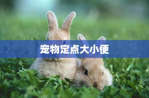 寵物定點大小便