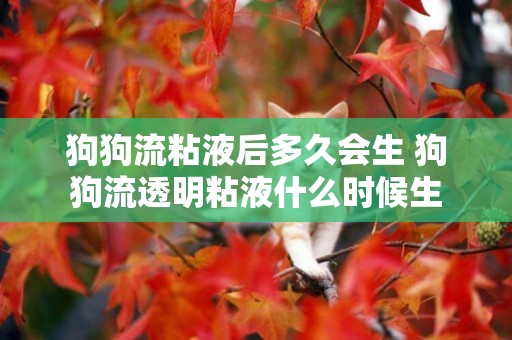 狗狗流粘液后多久會生 狗狗流透明粘液什么時候生