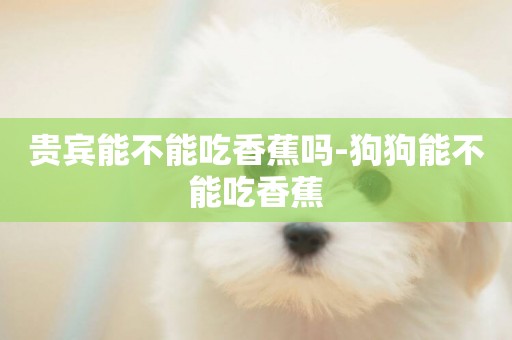 貴賓能不能吃香蕉嗎-狗狗能不能吃香蕉