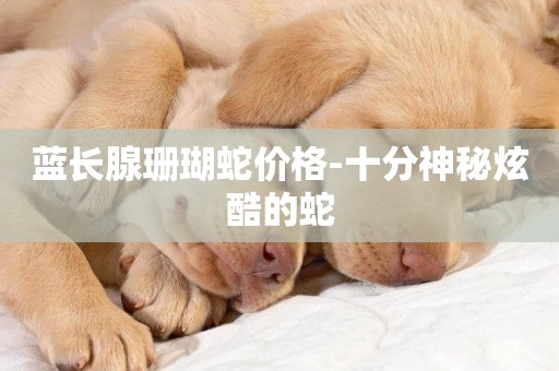 藍長腺珊瑚蛇價格-十分神秘炫酷的蛇