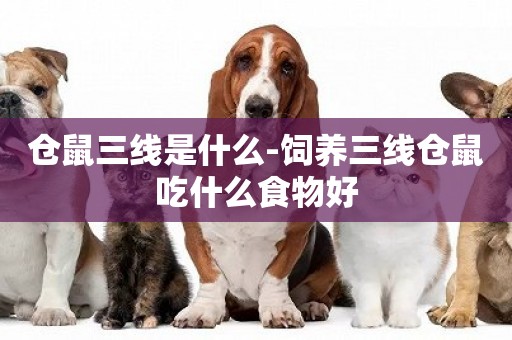 倉鼠三線是什么-飼養三線倉鼠吃什么食物好
