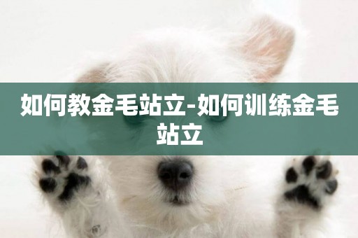 如何教金毛站立-如何訓練金毛站立