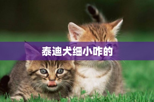 泰迪犬細小咋的