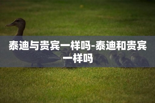泰迪與貴賓一樣嗎-泰迪和貴賓一樣嗎