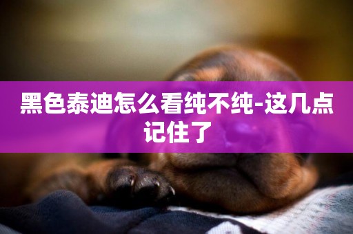 黑色泰迪怎么看純不純-這幾點記住了