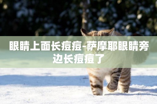 眼睛上面長痘痘-薩摩耶眼睛旁邊長痘痘了