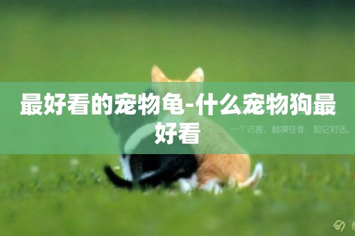 最好看的寵物龜-什么寵物狗最好看