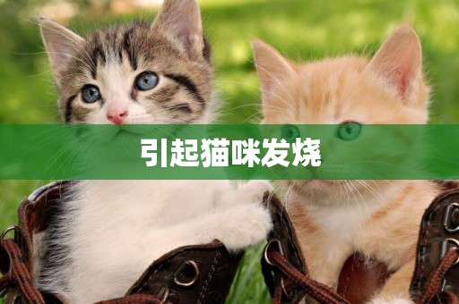 引起貓咪發燒