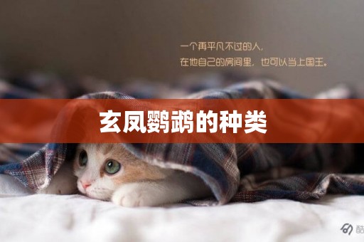 玄鳳鸚鵡的種類