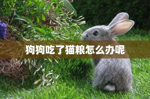 狗狗吃了貓糧怎么辦呢
