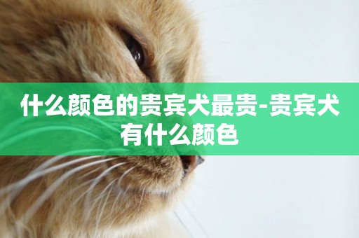 什么顏色的貴賓犬最貴-貴賓犬有什么顏色