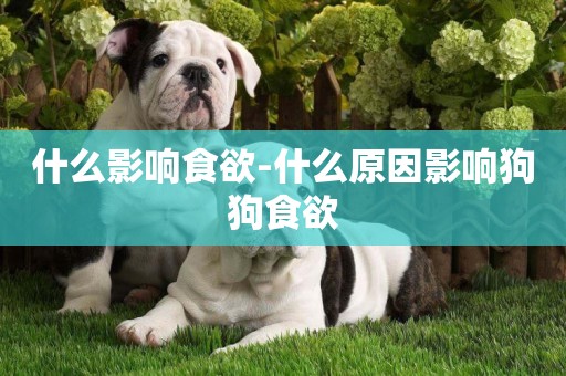 什么影響食欲-什么原因影響狗狗食欲