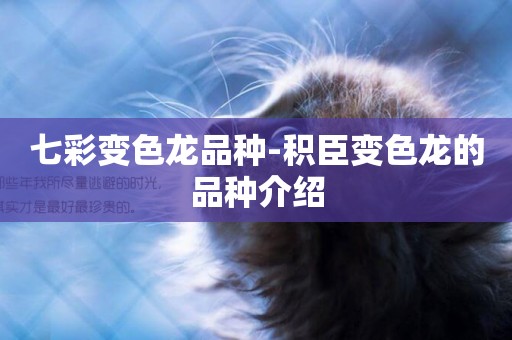 七彩變色龍品種-積臣變色龍的品種介紹
