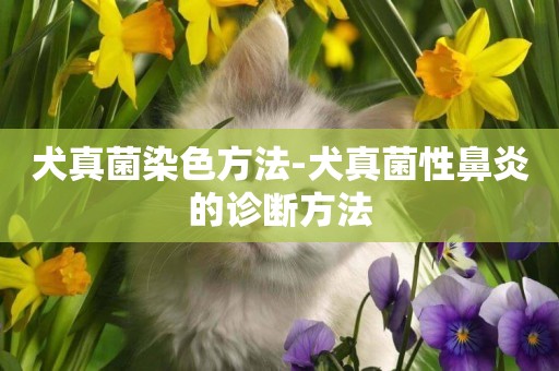 犬真菌染色方法-犬真菌性鼻炎的診斷方法