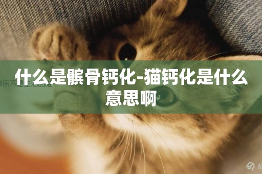 什么是髕骨鈣化-貓鈣化是什么意思啊